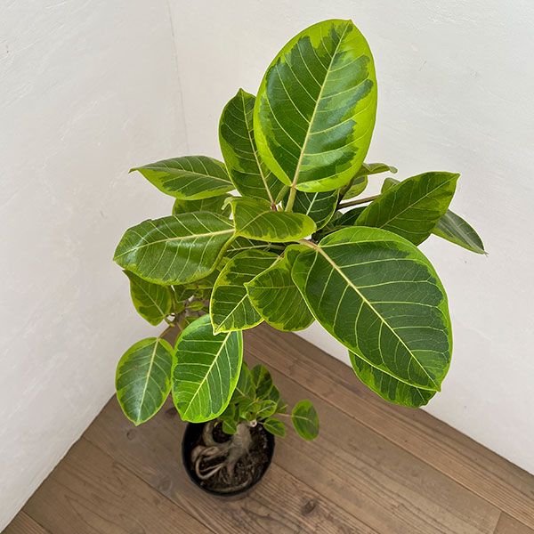 観葉植物 フィカス アルテシマのおすすめ人気商品一覧 通販 - Yahoo