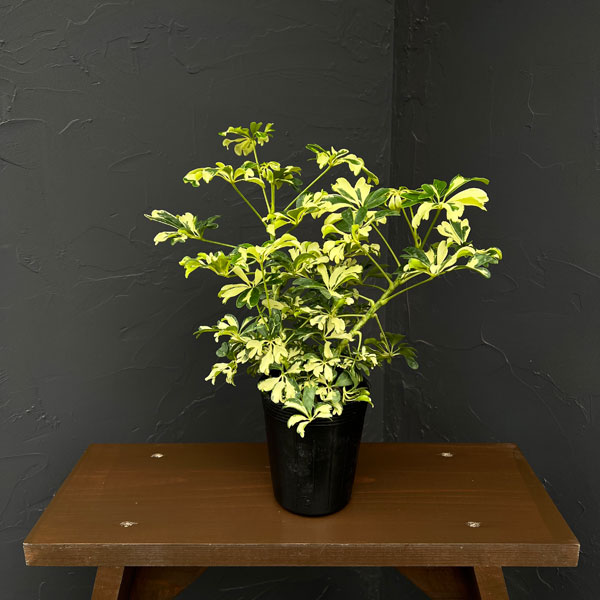観葉植物 シェフレラ ジェニーネ 3.5号ポットの詳細画像2