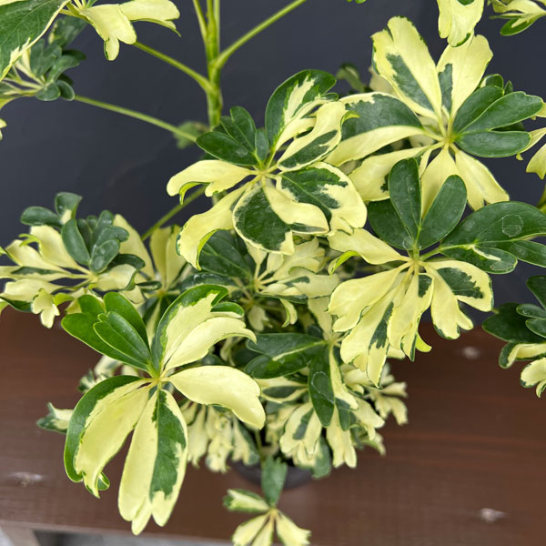 観葉植物 シェフレラ ジェニーネ 3.5号ポットの詳細画像3