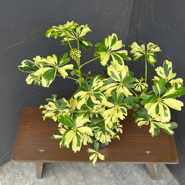 観葉植物 シェフレラ ジェニーネ 3.5号ポットの詳細画像4