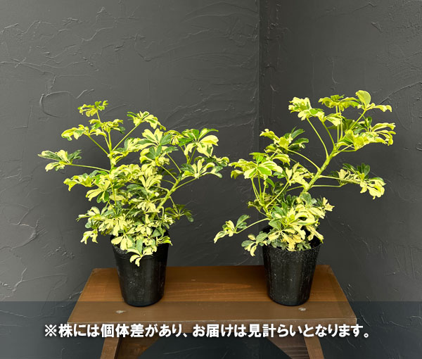 観葉植物 シェフレラ ジェニーネ 3.5号ポットの詳細画像1