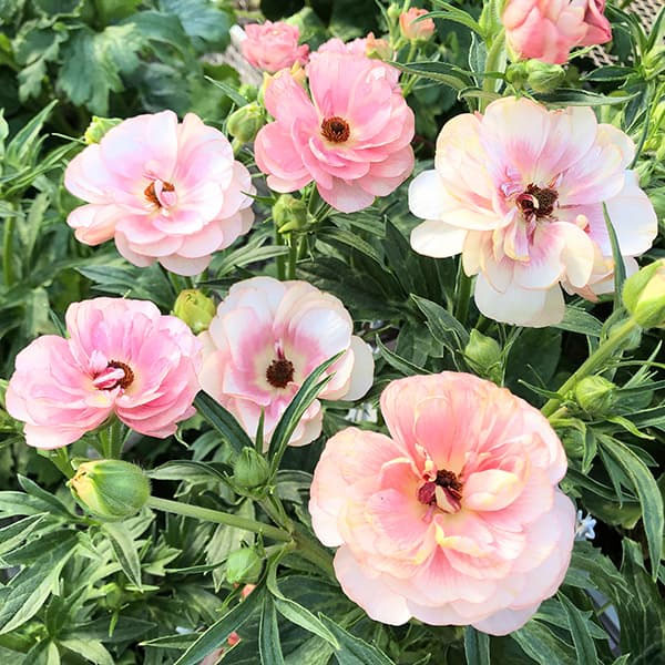 草花の苗 ラナンキュラス ラックス ヘレン3.5-4号ポット |  | 02