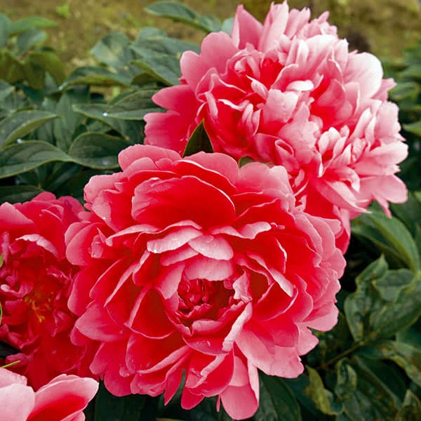 芍薬 苗 八重（花の苗）｜苗 | 花、ガーデニング の商品一覧 通販