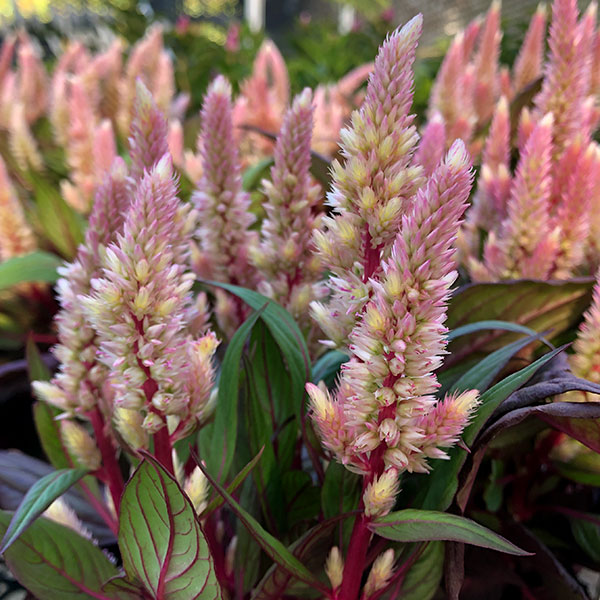 赤 ピンク ケイトウ 11本+ヘッド1個 種付き 赤 ピンク ケイトウ 11本+