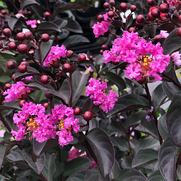 花木 庭木の苗 サルスベリ（百日紅） ブラックリーフダイヤモンド