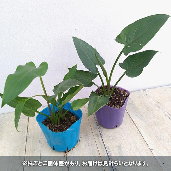 草花の苗/カラー（宿根）：シルクロード 3.5号ポット（2年株）｜engei｜03