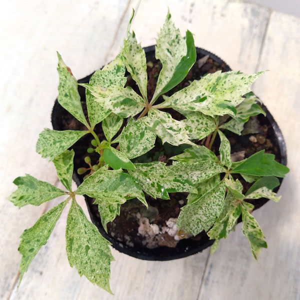 草花の苗 ヘンリーヅタ斑入り3号ポット* : 園芸ネット - 通販 - Yahoo