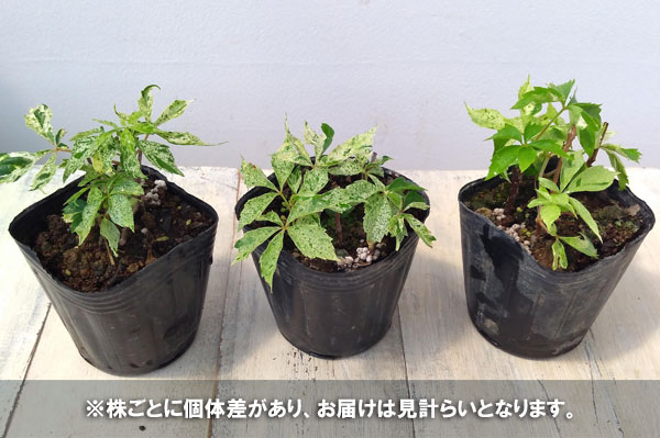 草花の苗 ヘンリーヅタ斑入り3号ポット* : 園芸ネット - 通販 - Yahoo