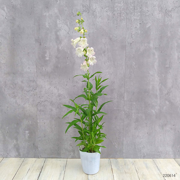 草花の苗 ペンステモン アラベスク アップルブロッサム3.5号ポット