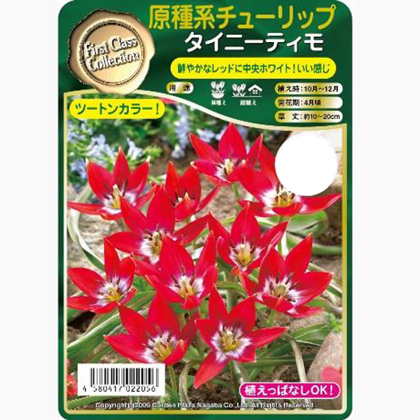 球根 26年9月中下旬予約 チューリップ(原種...の詳細画像2