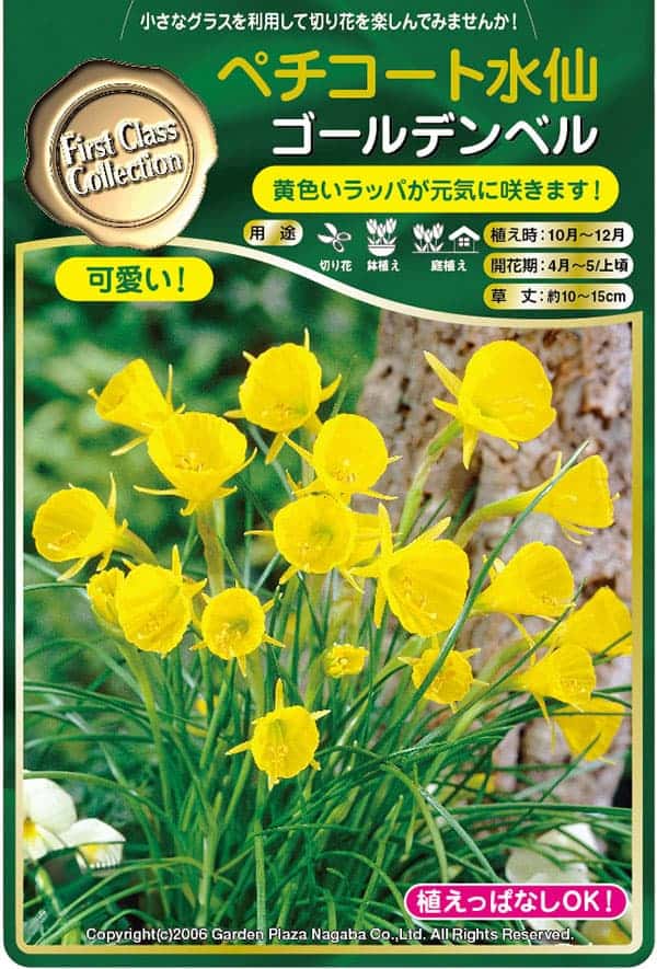 球根 26年9月中下旬予約 水仙 ゴールデンベ...の詳細画像1