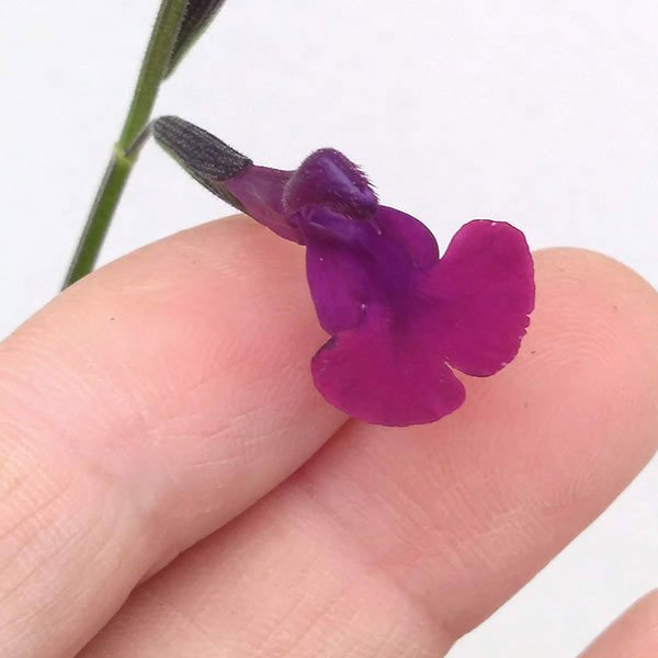 草花の苗 チェリーセージ ナイトモス3.5号ポット 関連画像3