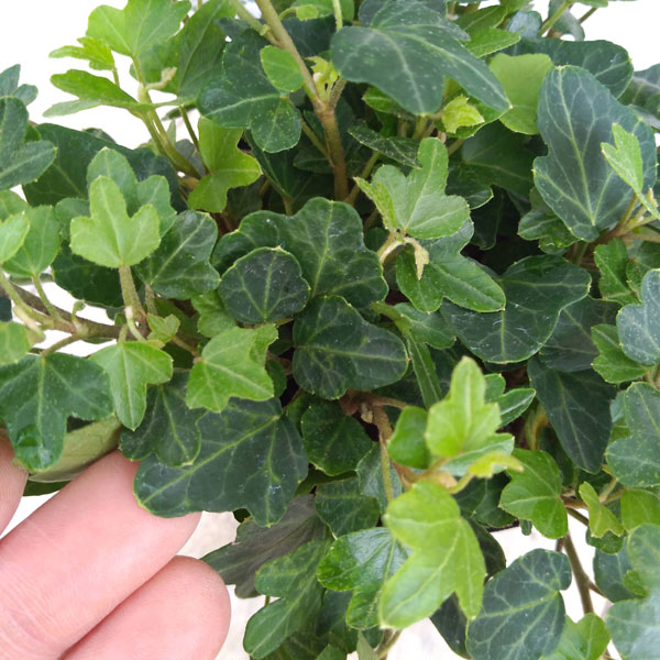 草花の苗 ヘデラ(アイビー) ヘリックス ダッ...の詳細画像5