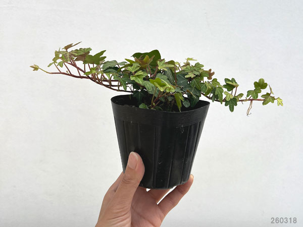 草花の苗 ヘデラ(アイビー) ヘリックス ダッ...の詳細画像1