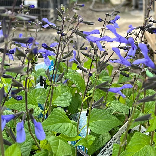 草花の苗 26年9月中下旬予約 スーパーサルビ...の詳細画像5