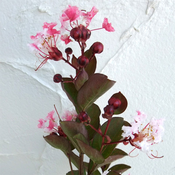 花木 庭木の苗 サルスベリ(百日紅) ペパーミ...の詳細画像4