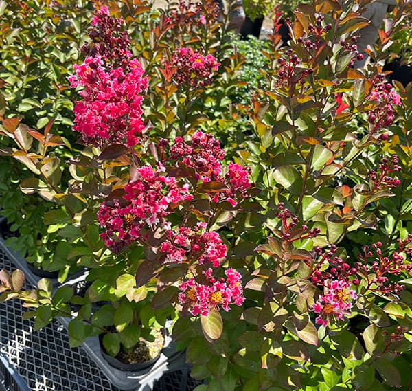 花木 庭木の苗 サルスベリ(百日紅) ペパーミ...の詳細画像5