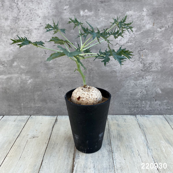 観葉植物 ヤトロファ ベルランディエリ カタルティカ 4号鉢植え_11