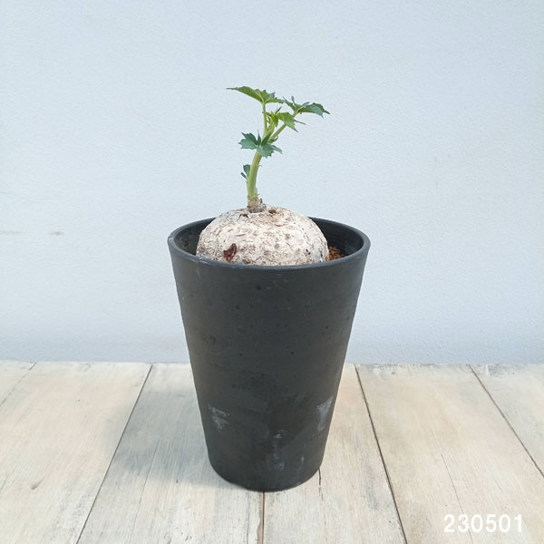 観葉植物 ヤトロファ ベルランディエリ カタルティカ 4号鉢植え_3