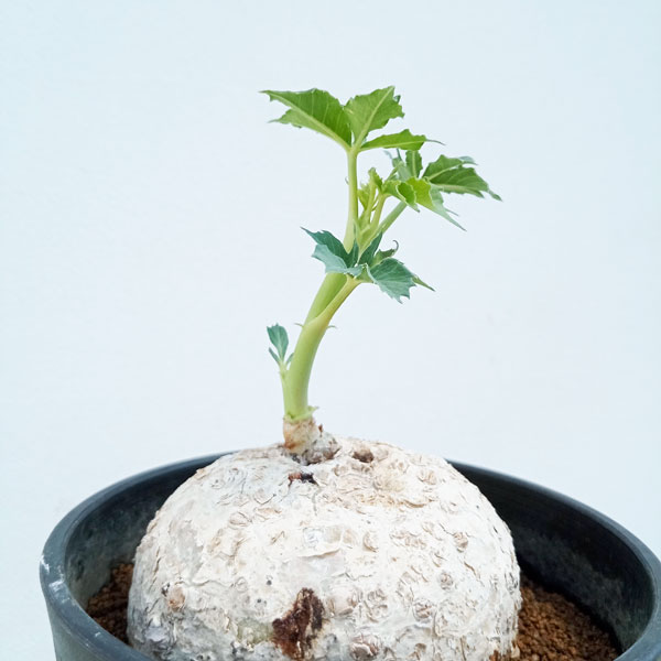 観葉植物 ヤトロファ ベルランディエリ カタルティカ 4号鉢植え_4