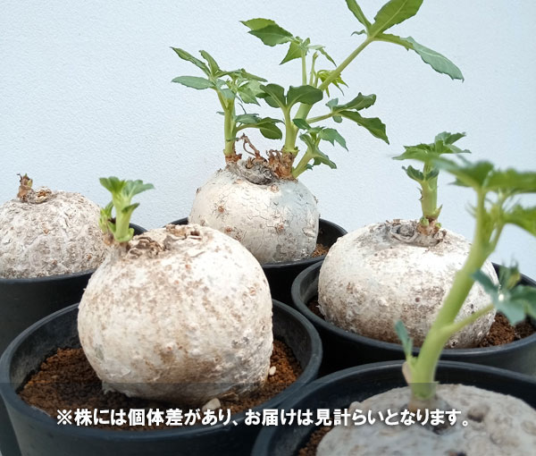 観葉植物 ヤトロファ ベルランディエリ カタルティカ 4号鉢植え_10