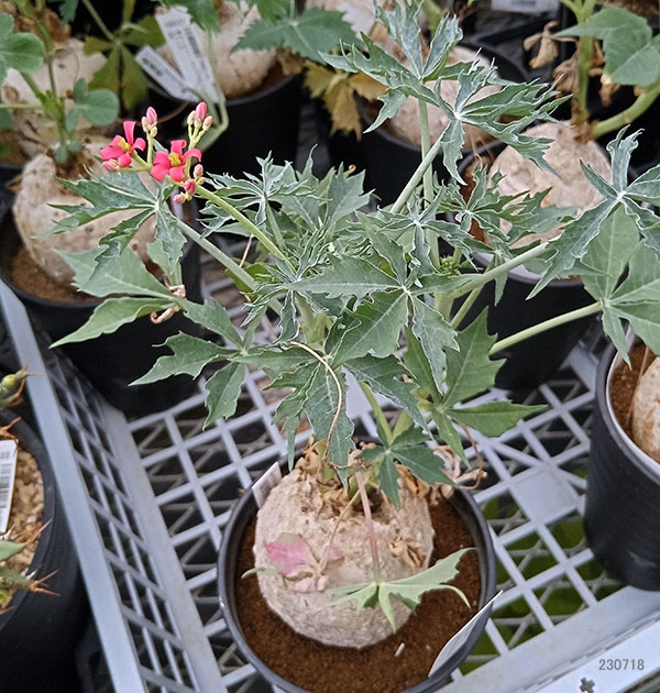 観葉植物 ヤトロファ ベルランディエリ カタルティカ 4号鉢植え_1