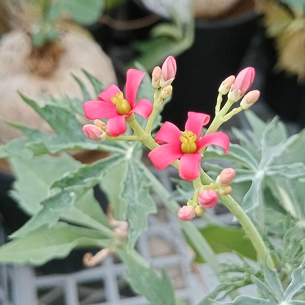 観葉植物 ヤトロファ ベルランディエリ カタルティカ 4号鉢植え_2
