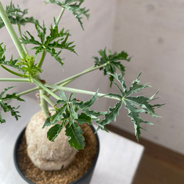 観葉植物 ヤトロファ ベルランディエリ カタルティカ 4号鉢植え_6