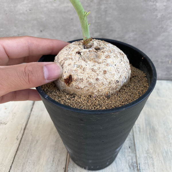 観葉植物 ヤトロファ ベルランディエリ カタルティカ 4号鉢植え_5
