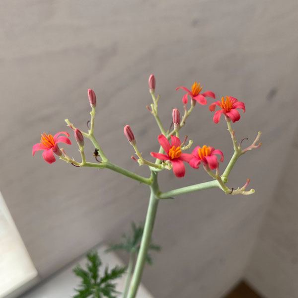 観葉植物 ヤトロファ ベルランディエリ カタルティカ 4号鉢植え_8