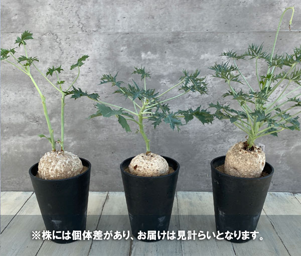 観葉植物 ヤトロファ ベルランディエリ カタルティカ 4号鉢植え_7