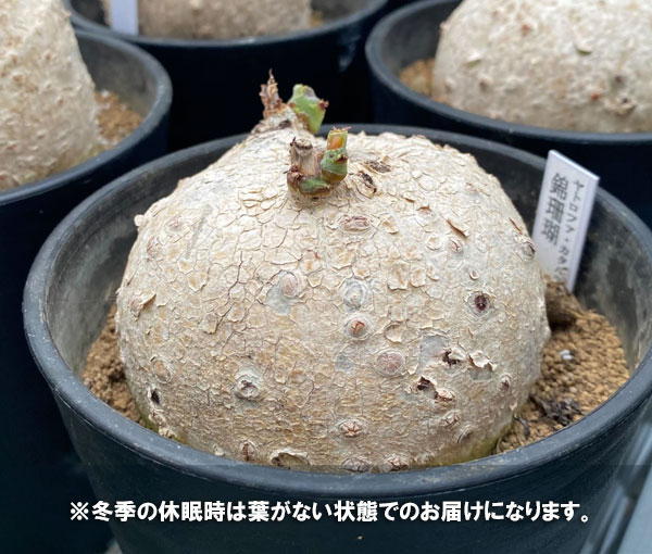 観葉植物 ヤトロファ ベルランディエリ カタルティカ 4号鉢植え_9