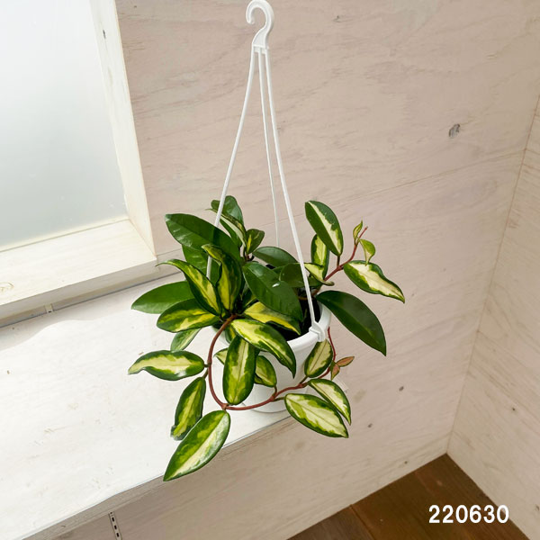 観葉植物/ホヤ:カルノーサ エキゾチカ 4号吊り鉢の詳細画像3