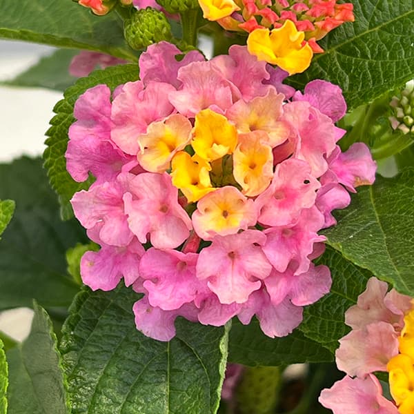 ランタナ 苗（苗） | 花、ガーデニング の商品一覧 通販 - Yahoo