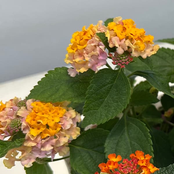 ランタナ 苗（苗） | 花、ガーデニング の商品一覧 通販 - Yahoo