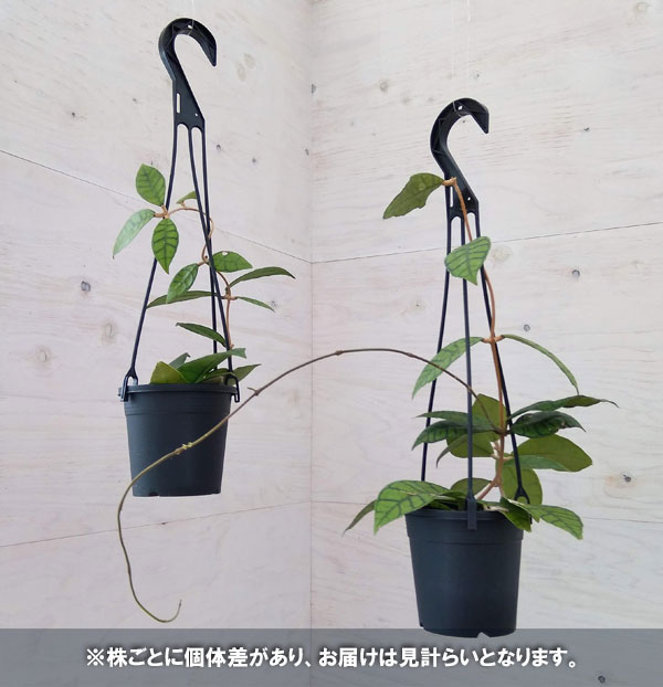 観葉植物ホヤ希少種（花、ガーデニング）の商品一覧 通販 - Yahoo