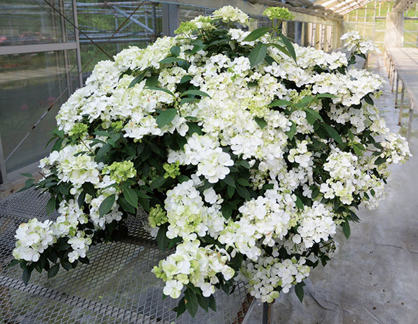 ラグランジア アジサイ（苗）の商品一覧 | 花、ガーデニング