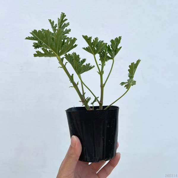 ゼラニウム バラ咲き（苗） | 花、ガーデニング のおすすめ人気商品