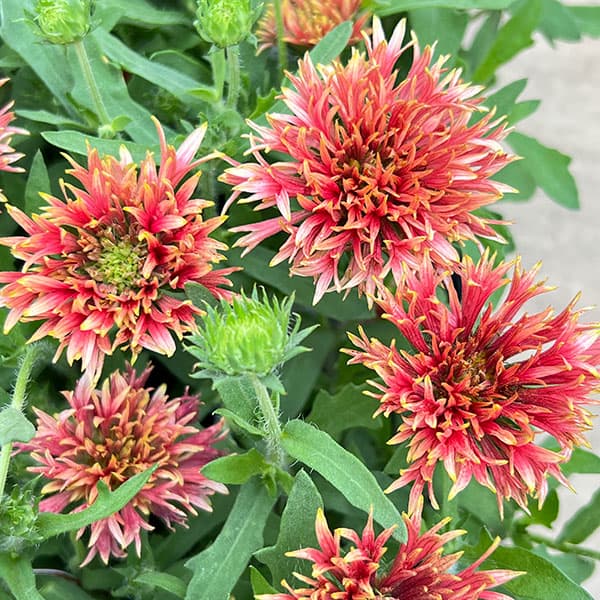 草花の苗 ガイラルディア ガリア ピンクスパー...の詳細画像2
