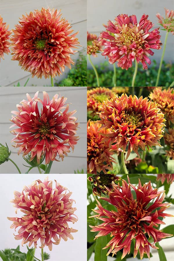 草花の苗 ガイラルディア ガリア ピンクスパー...の詳細画像4