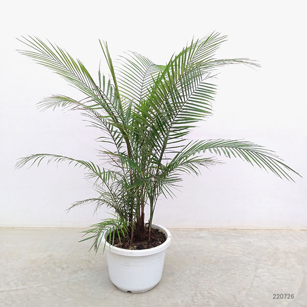 ココスヤシのおすすめ人気商品一覧 通販 - Yahoo!ショッピング