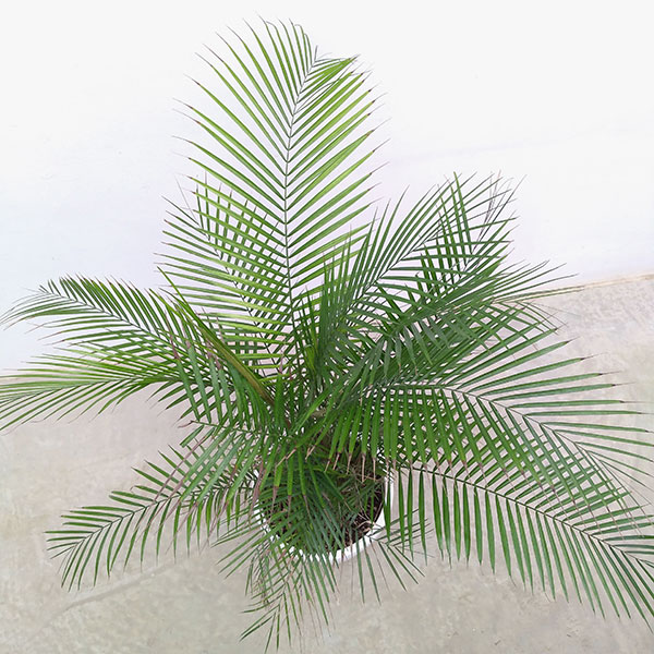 ココスヤシ 植物のおすすめ人気商品一覧 通販 - Yahoo!ショッピング