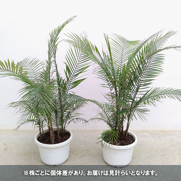 ココスヤシのおすすめ人気商品一覧 通販 - Yahoo!ショッピング