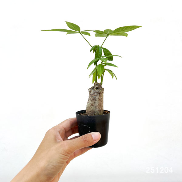観葉植物 パキラ ぷっくり実生仕立てのパキラ ...の詳細画像1