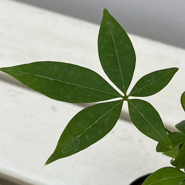 観葉植物 パキラ ぷっくり実生仕立てのパキラ ...の詳細画像2
