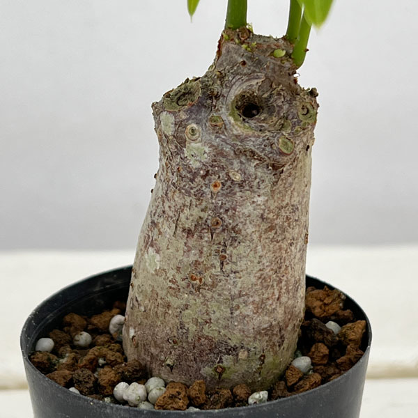 観葉植物 パキラ ぷっくり実生仕立てのパキラ ...の詳細画像3