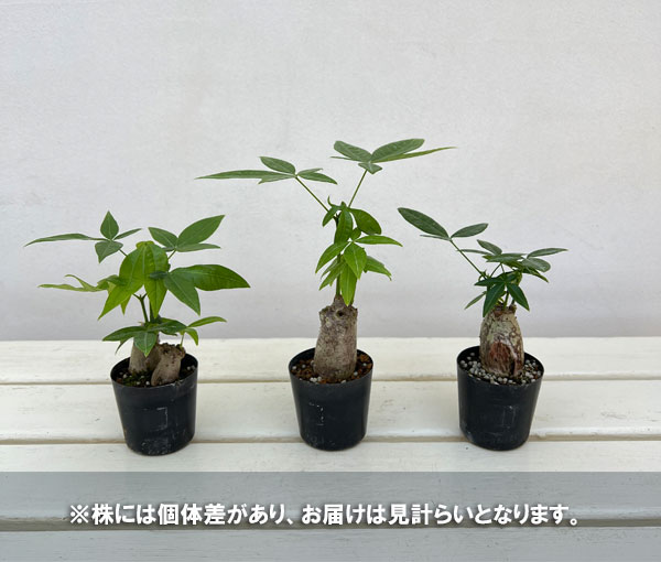 観葉植物 パキラ ぷっくり実生仕立てのパキラ ...の詳細画像4