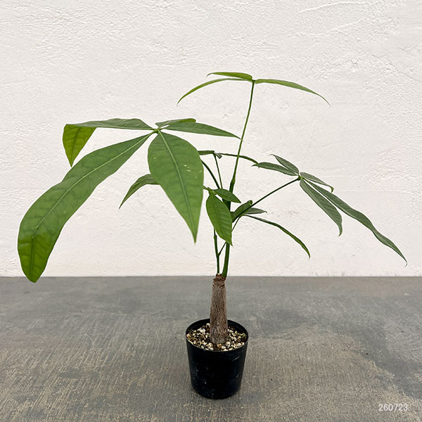 観葉植物 パキラ 実生仕立てのパキラ 2号ポットの詳細画像1