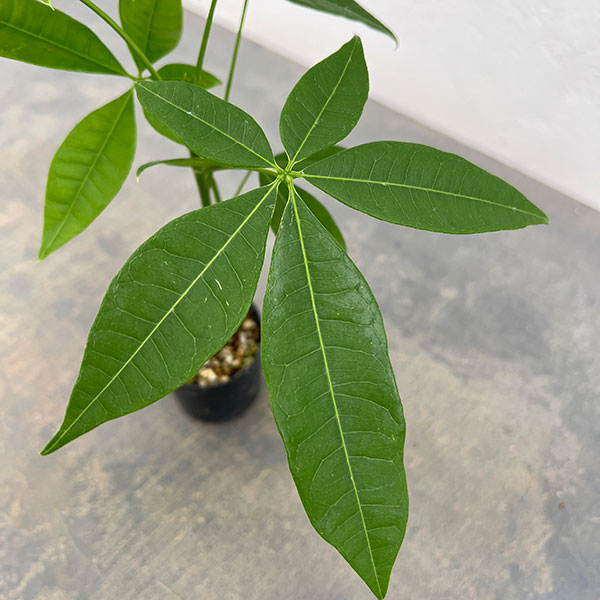観葉植物 パキラ 実生仕立てのパキラ 2号ポットの詳細画像2