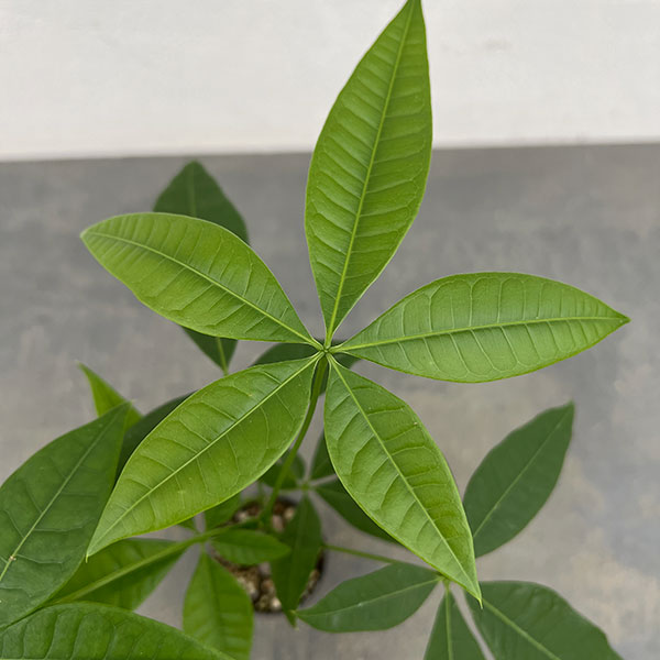 観葉植物 パキラ 実生仕立てのパキラ 2号ポットの詳細画像3